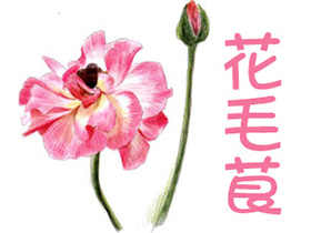 通用色铅笔入门练习-花毛茛