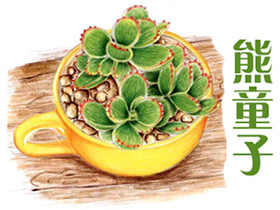 通用色铅笔入门练习-熊童子