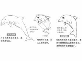 Q版漫画技法-139.Q版海豚的画法