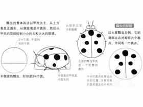 Q版漫画技法-151.Q版瓢虫的画法