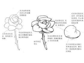 Q版漫画技法-156.Q版花瓣的简化