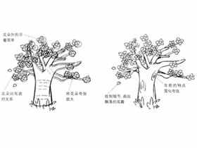 Q版漫画技法-159.特训练习-绘制繁花盛开的Q版桃树