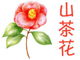 通用色铅笔入门练习-山茶花