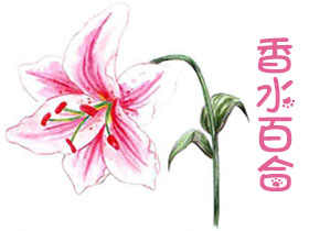 水溶色铅笔入门-练习篇：香水百合