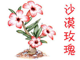 通用色铅笔入门练习-沙漠玫瑰