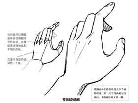 零基础漫画入门-16.手部画法的解剖