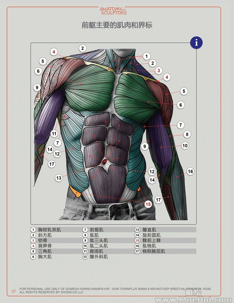 艺用人体解剖侧面图片