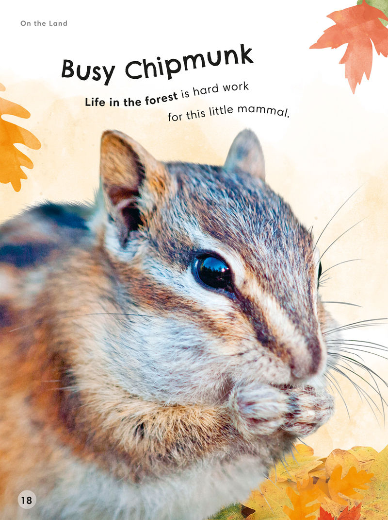 [画集]Animals Up Close Animals as youve Never Seen them Before[80P]