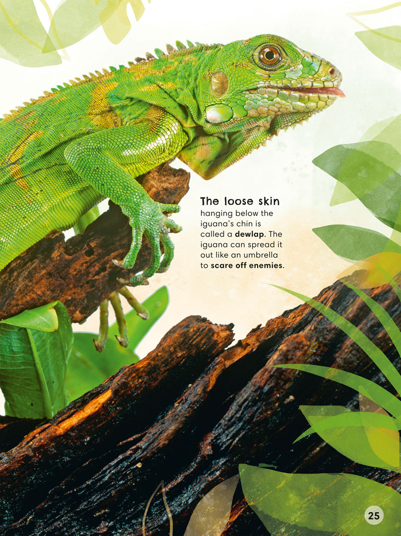 [画集]Animals Up Close Animals as youve Never Seen them Before[80P]