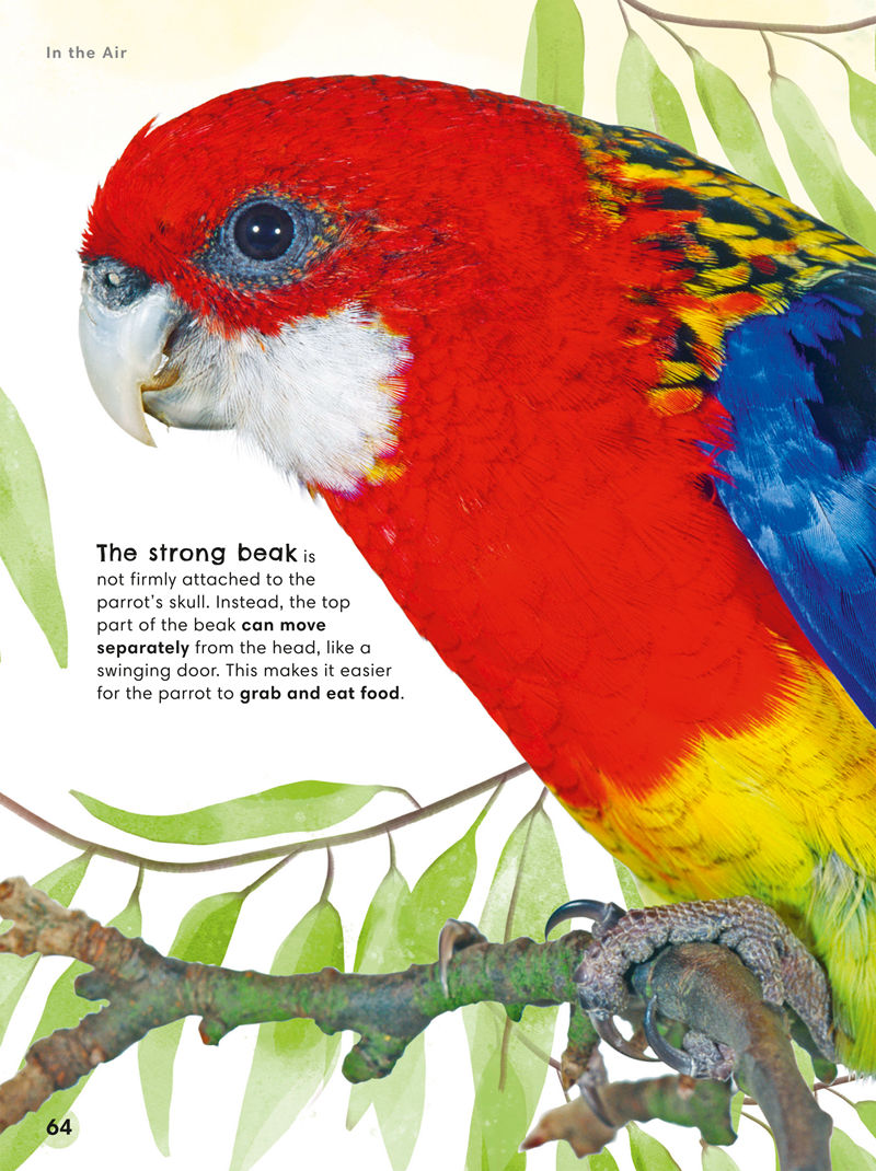 [画集]Animals Up Close Animals as youve Never Seen them Before[80P]