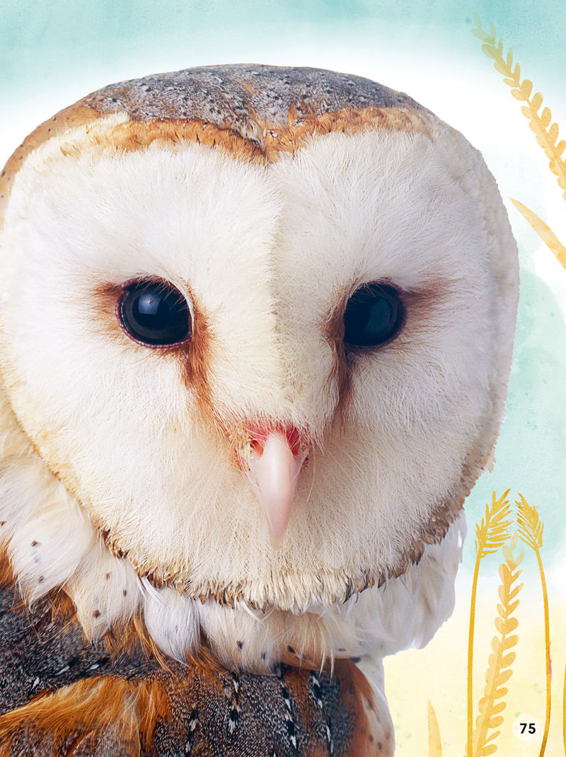 [画集]Animals Up Close Animals as youve Never Seen them Before[80P]