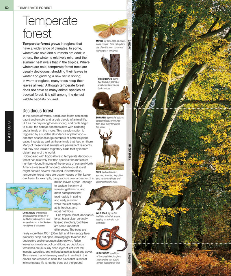 [画集]Animal: The Definitive Visual Guide[633P]