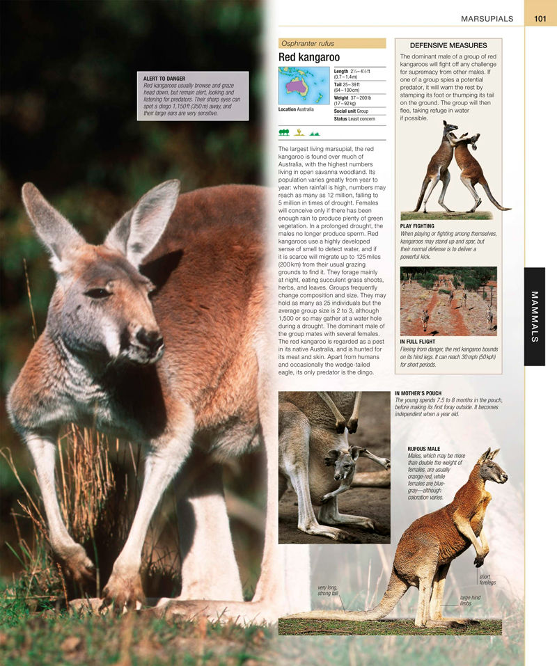 [画集]Animal: The Definitive Visual Guide[633P]