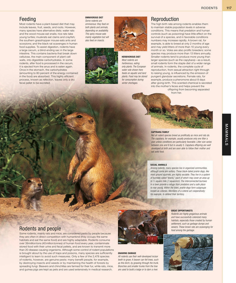 [画集]Animal: The Definitive Visual Guide[633P]