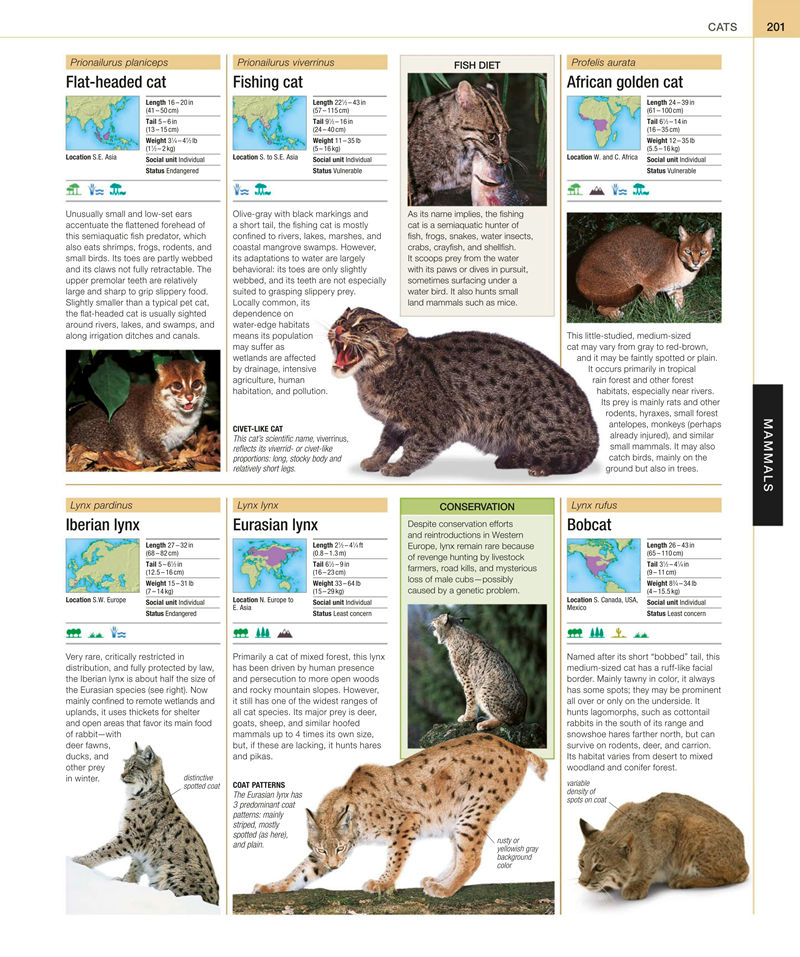 [画集]Animal: The Definitive Visual Guide[633P]