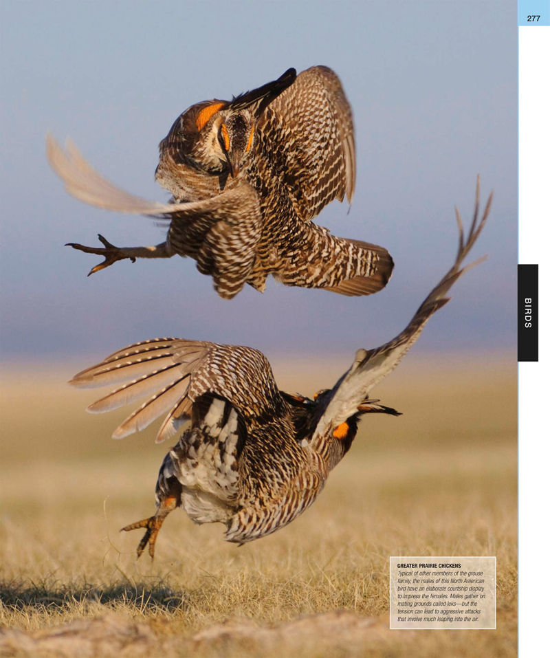[画集]Animal: The Definitive Visual Guide[633P]
