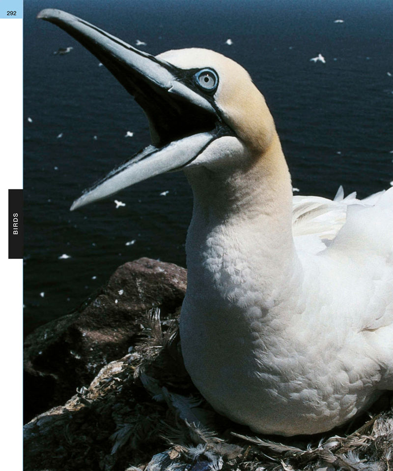 [画集]Animal: The Definitive Visual Guide[633P]