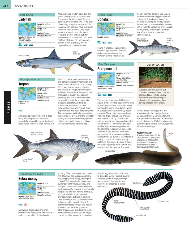 [画集]Animal: The Definitive Visual Guide[633P]