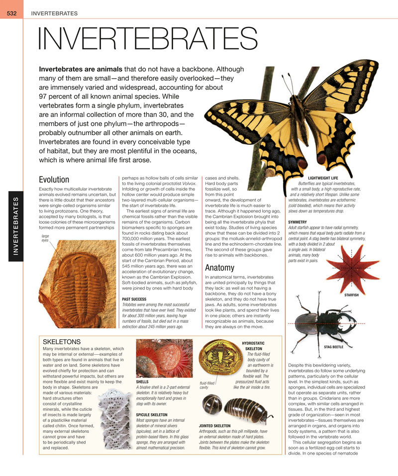 [画集]Animal: The Definitive Visual Guide[633P]