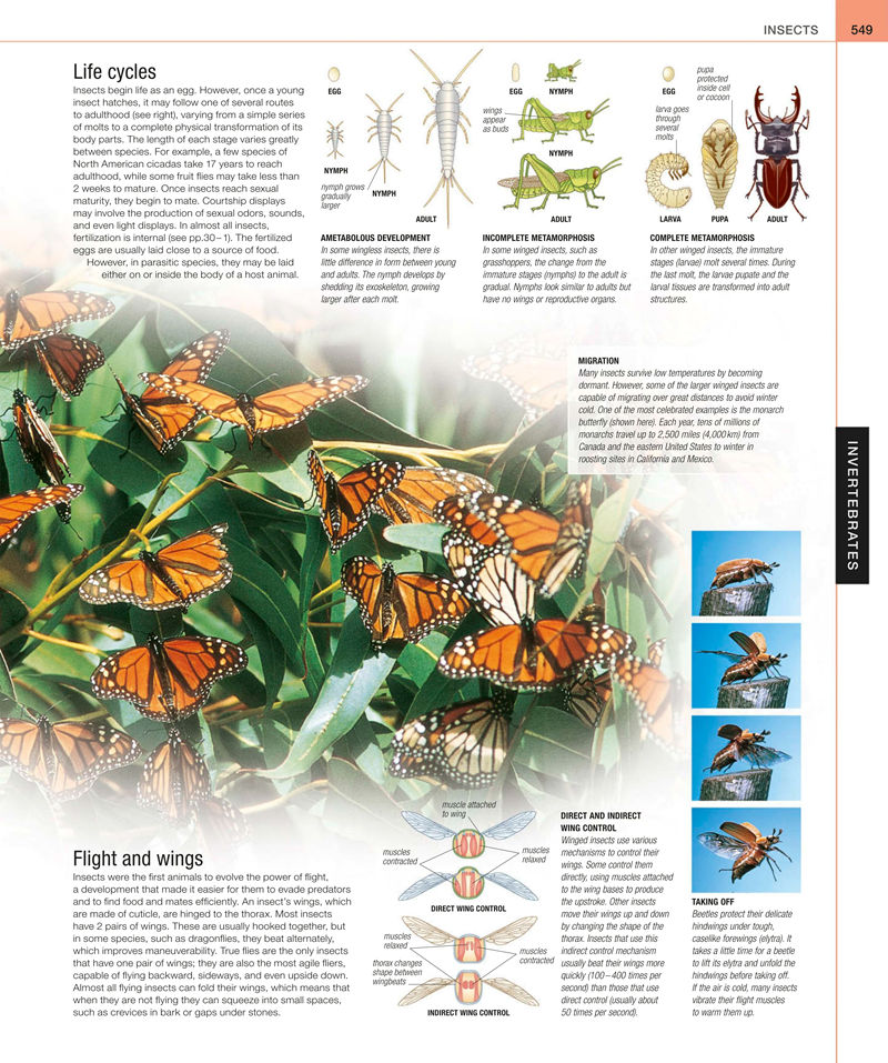 [画集]Animal: The Definitive Visual Guide[633P]