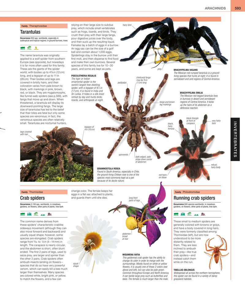 [画集]Animal: The Definitive Visual Guide[633P]