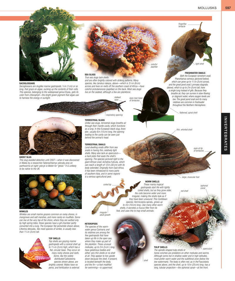[画集]Animal: The Definitive Visual Guide[633P]