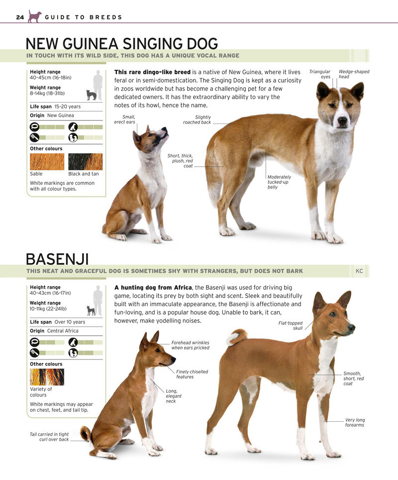 [画集]Complete Dog Breed Book[352P]