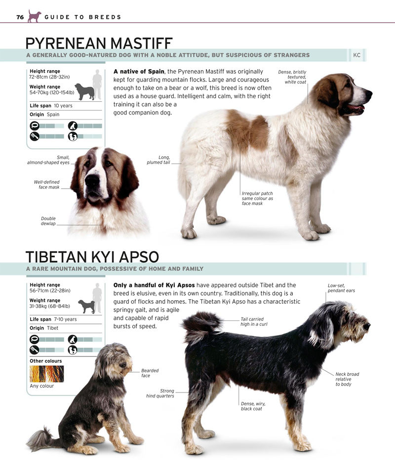 [画集]Complete Dog Breed Book[352P]