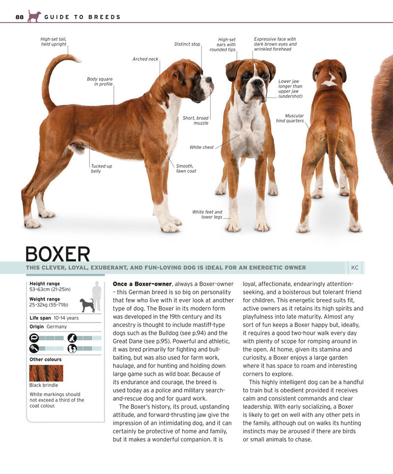 [画集]Complete Dog Breed Book[352P]