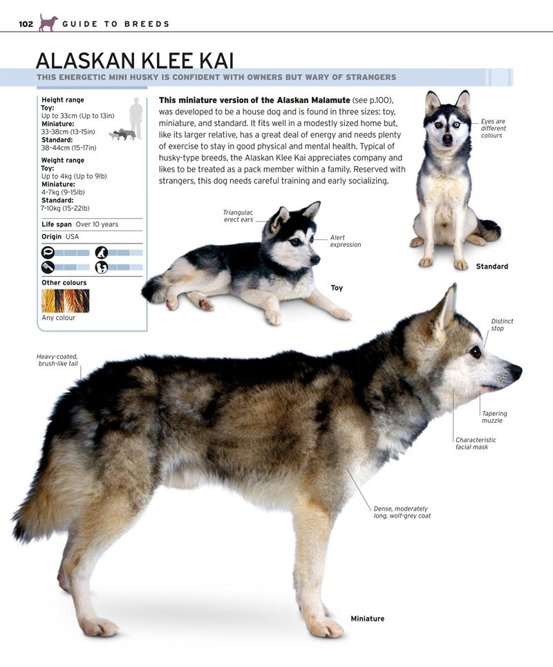 [画集]Complete Dog Breed Book[352P]