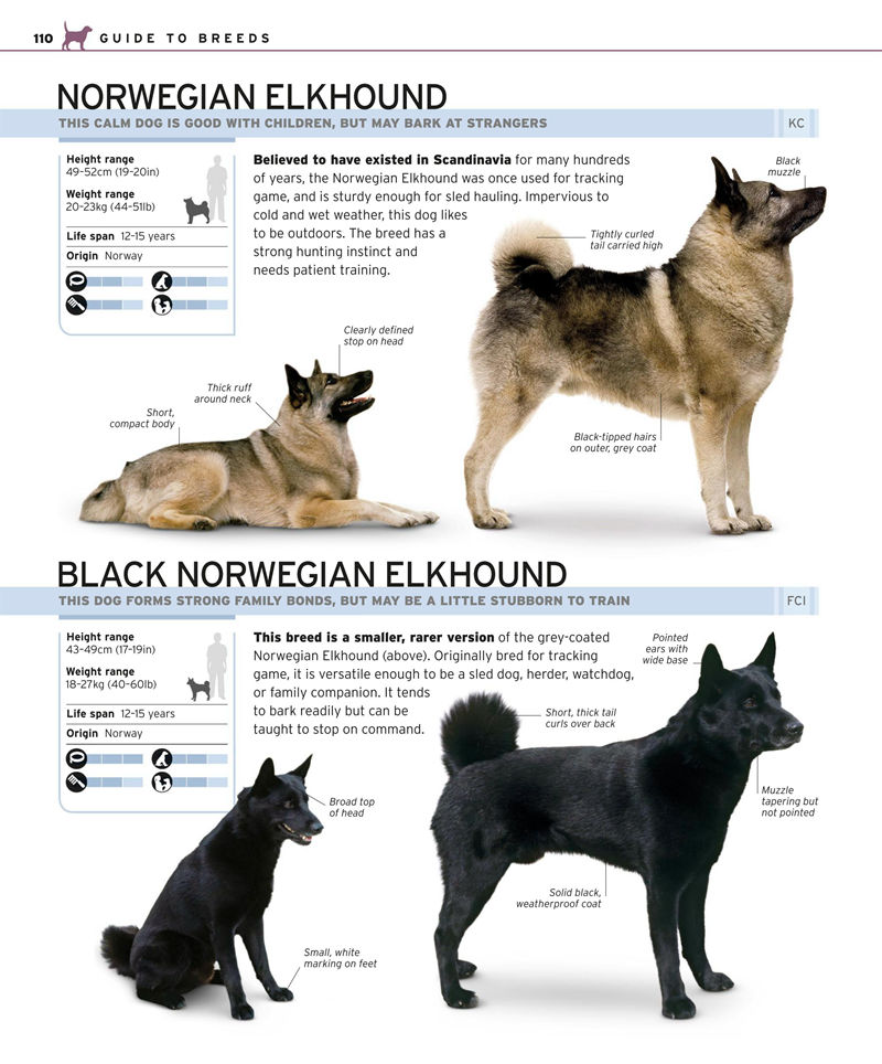 [画集]Complete Dog Breed Book[352P]