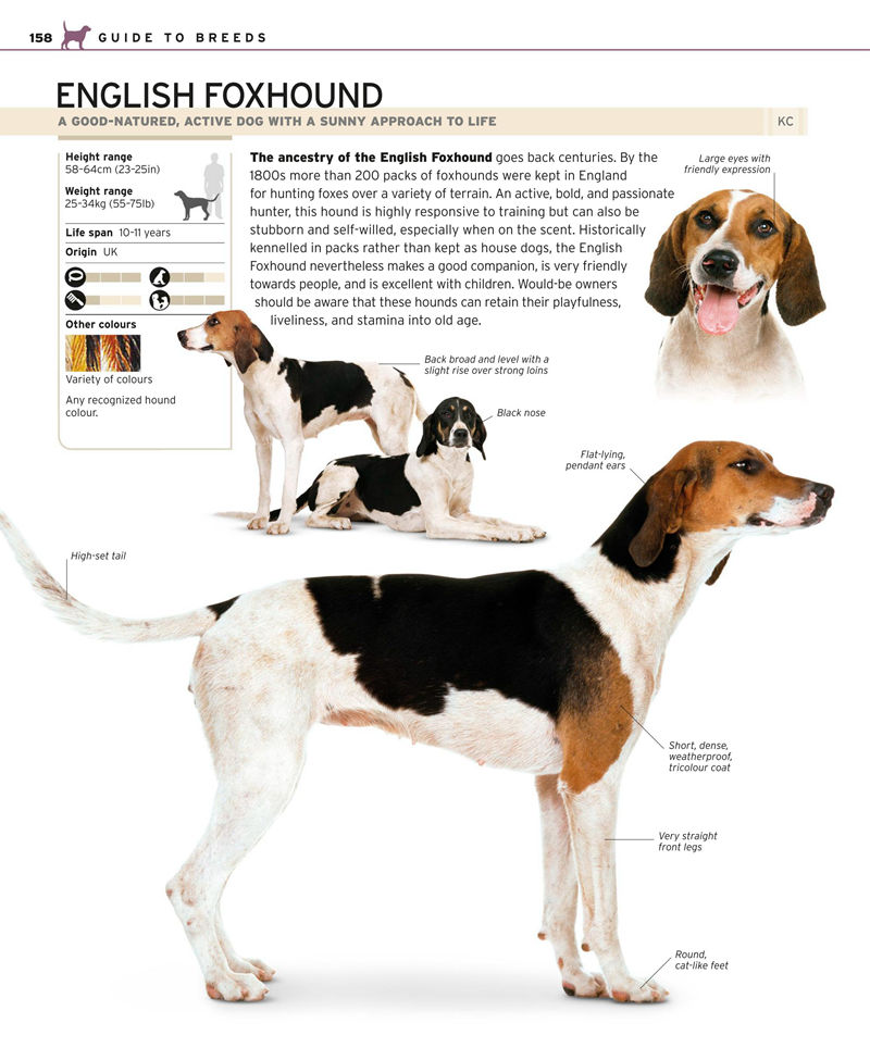 [画集]Complete Dog Breed Book[352P]
