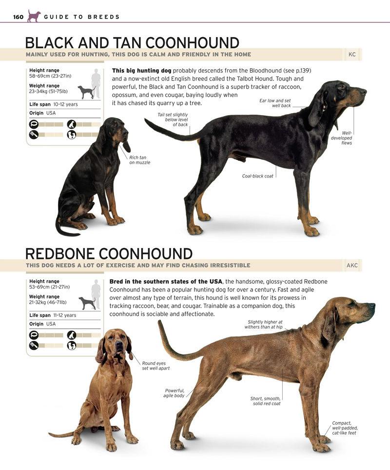 [画集]Complete Dog Breed Book[352P]