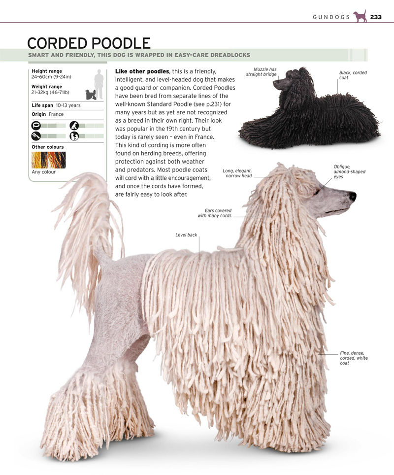 [画集]Complete Dog Breed Book[352P]