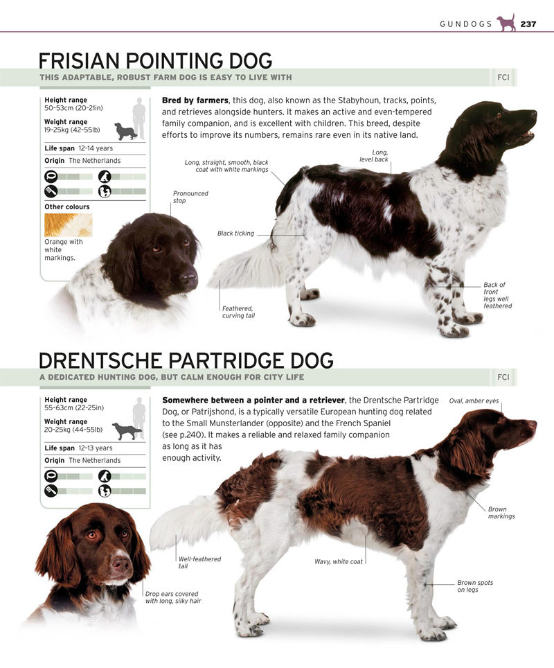 [画集]Complete Dog Breed Book[352P]