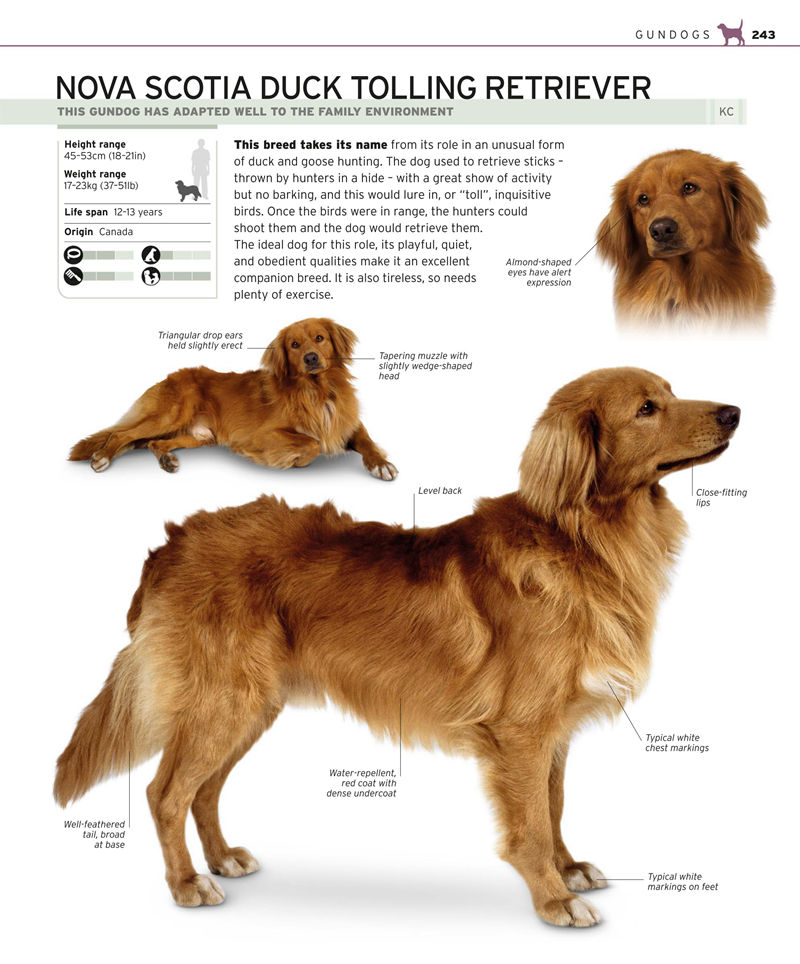 [画集]Complete Dog Breed Book[352P]