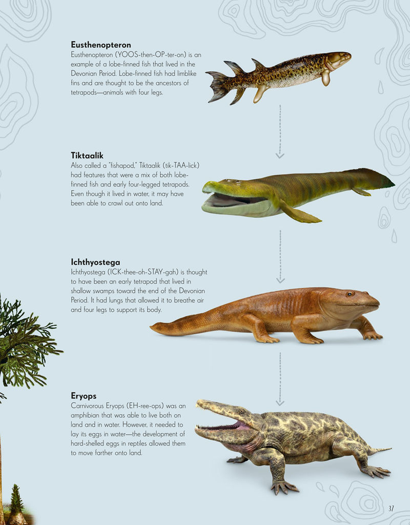 [画集]Dinosaurs and Other Prehistoric Life[226P]