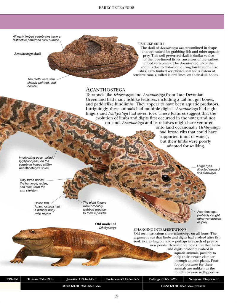 [画集]Encyclopedia of Dinosaurs and Prehistoric Life[377P]