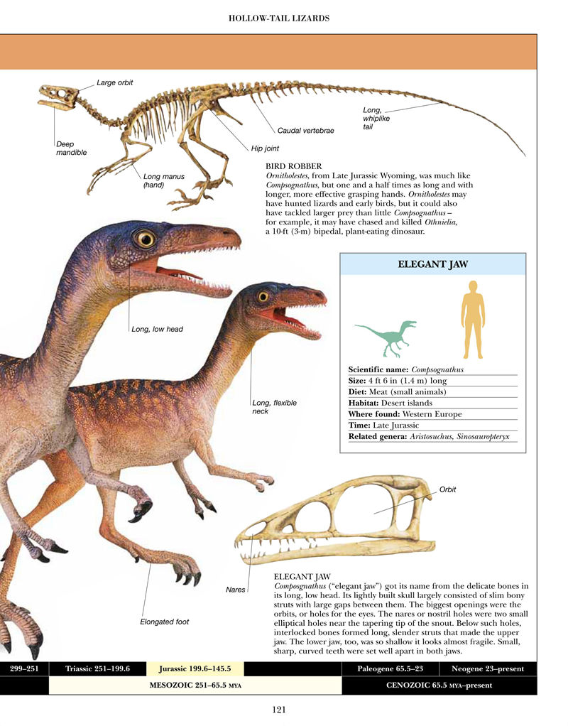 [画集]Encyclopedia of Dinosaurs and Prehistoric Life[377P]