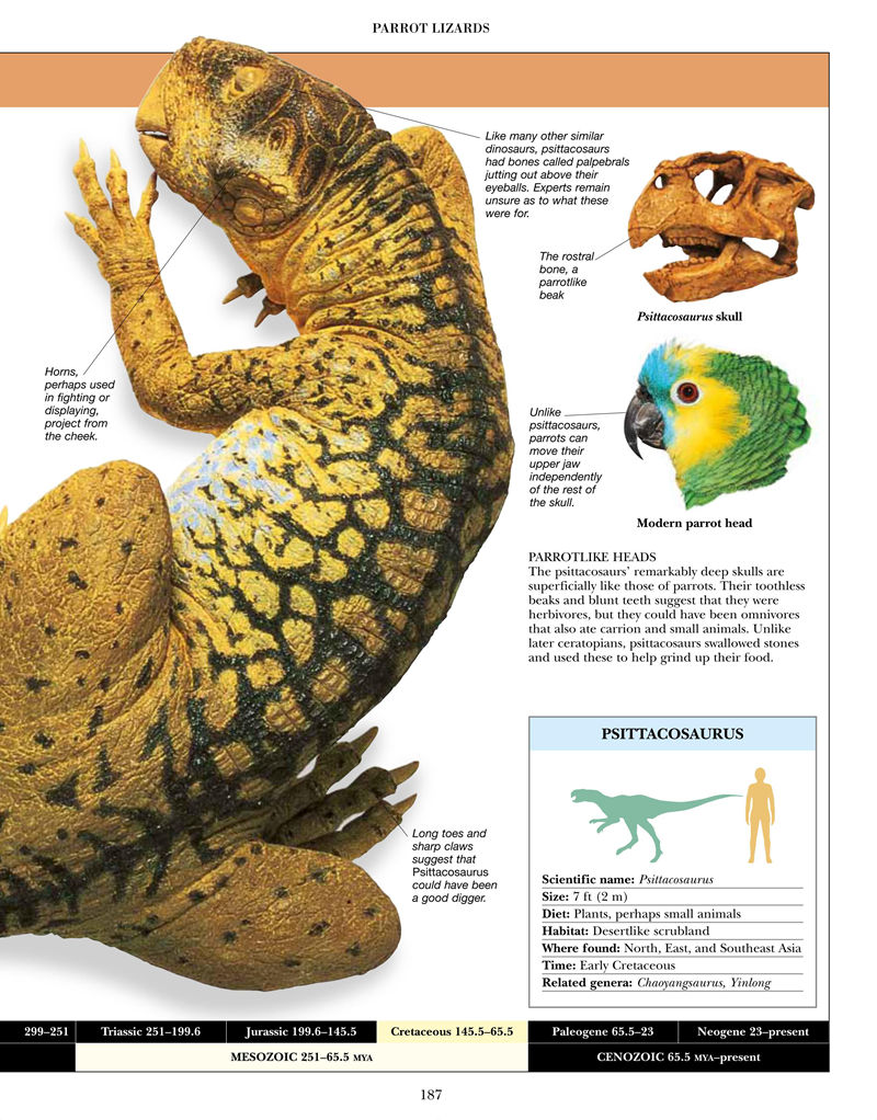 [画集]Encyclopedia of Dinosaurs and Prehistoric Life[377P]