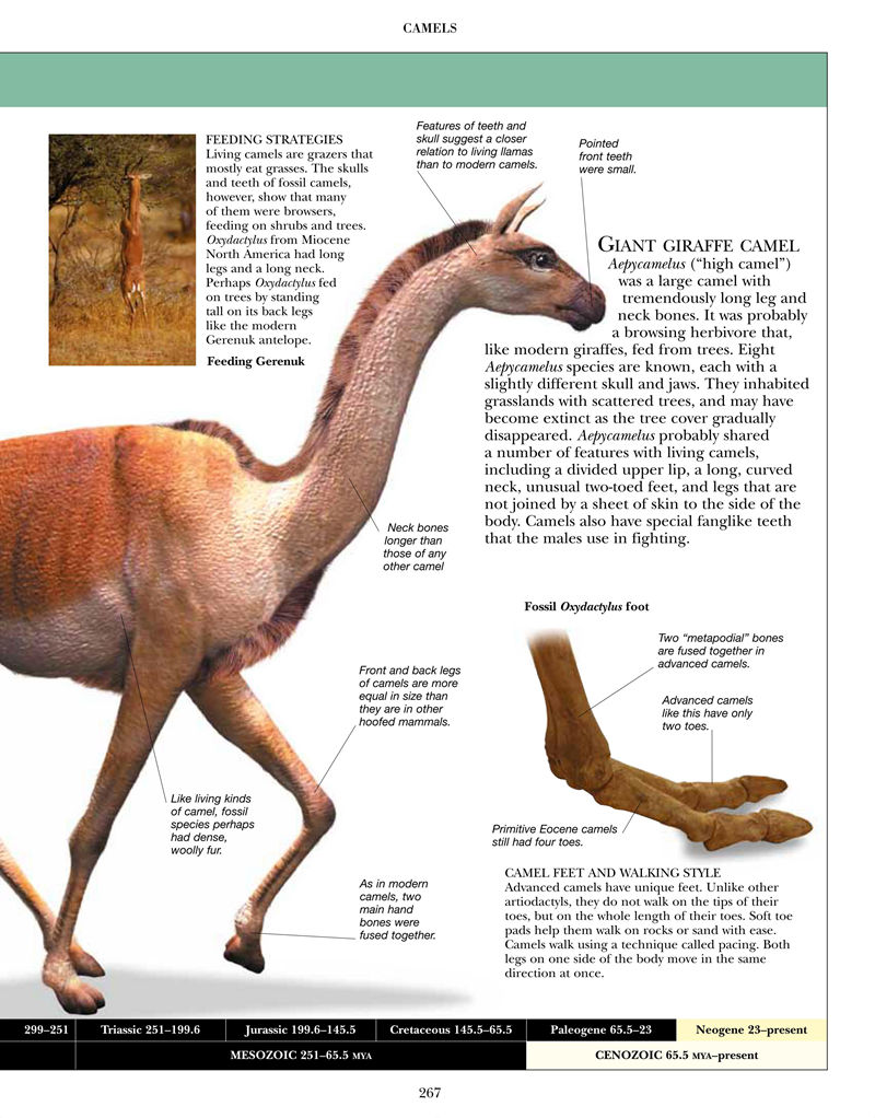 [画集]Encyclopedia of Dinosaurs and Prehistoric Life[377P]