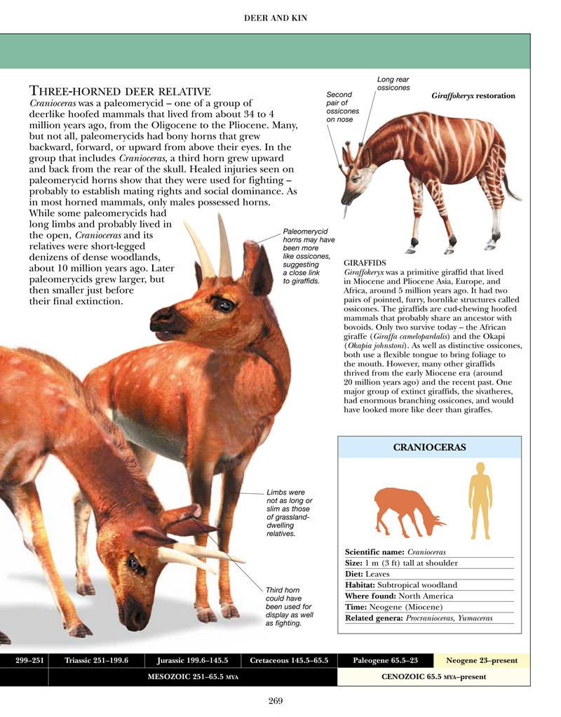 [画集]Encyclopedia of Dinosaurs and Prehistoric Life[377P]