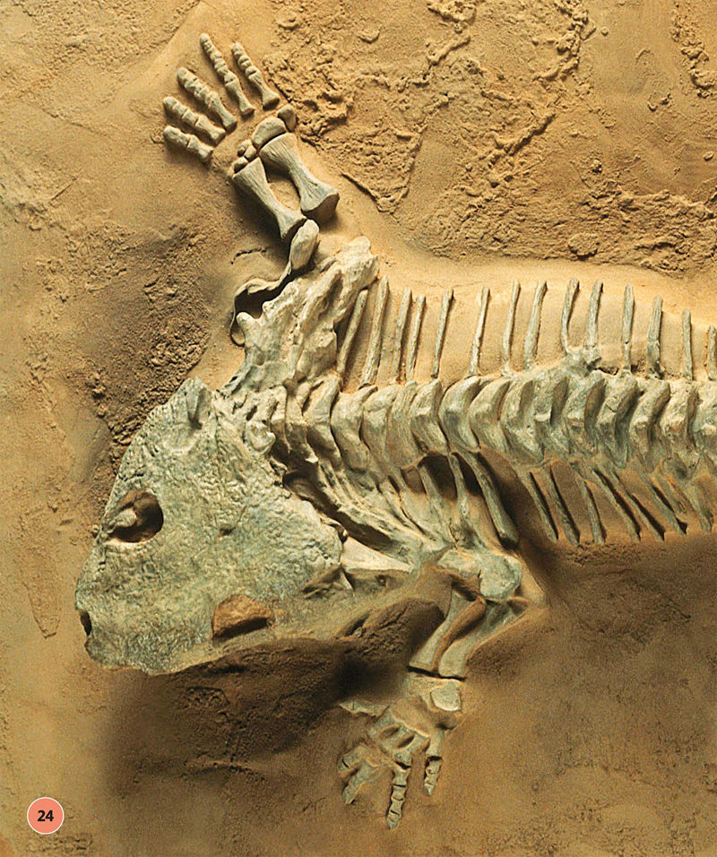[画集]Super Dinosaur Encyclopedia[192P]