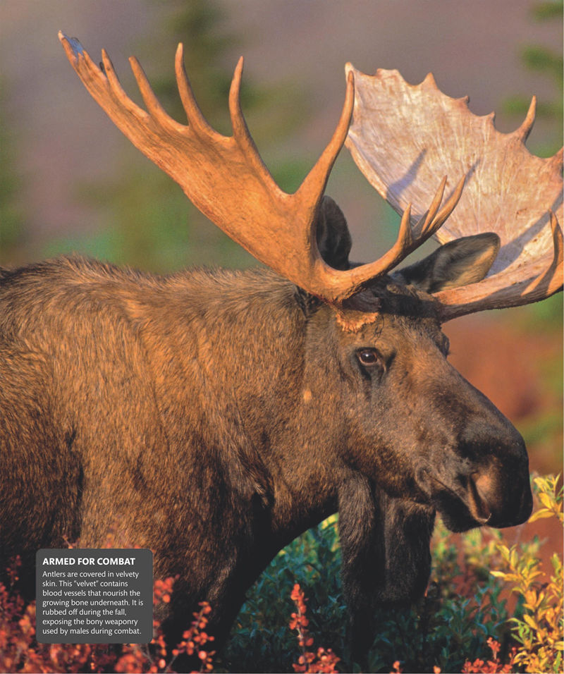 [画集]Super Nature Encyclopedia[258P]