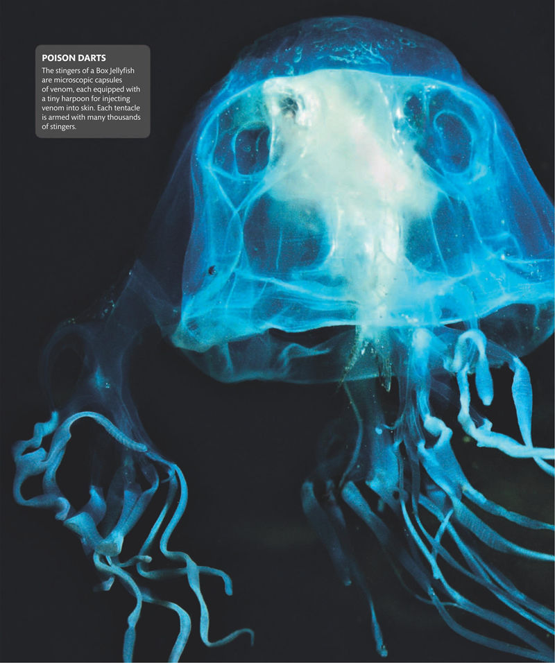 [画集]Super Nature Encyclopedia[258P]