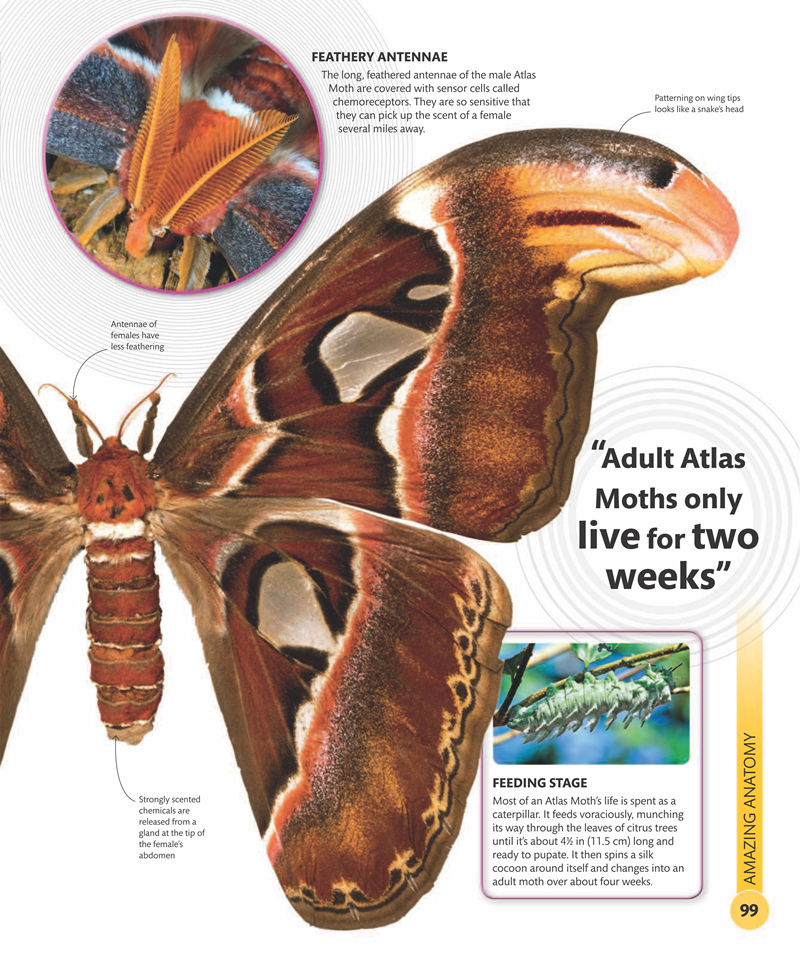 [画集]Super Nature Encyclopedia[258P]