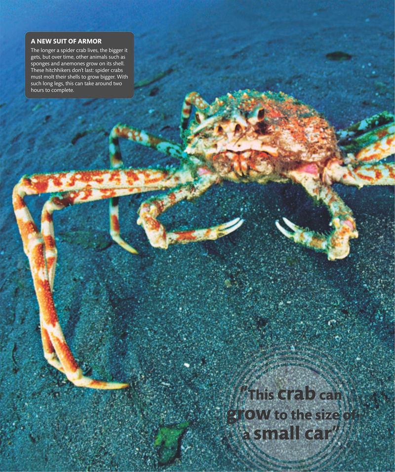 [画集]Super Nature Encyclopedia[258P]