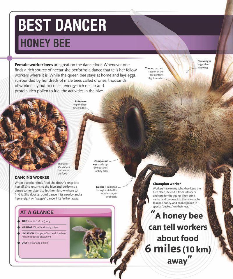 [画集]Super Nature Encyclopedia[258P]