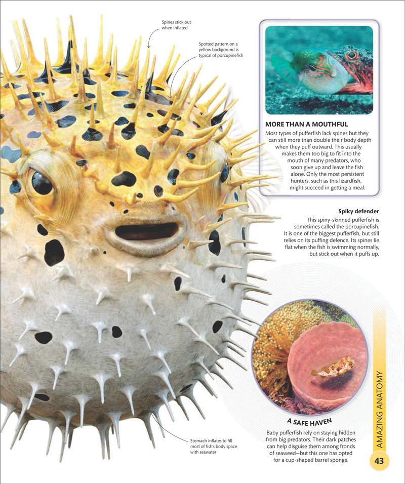 [画集]Super Shark Encyclopedia[210P]