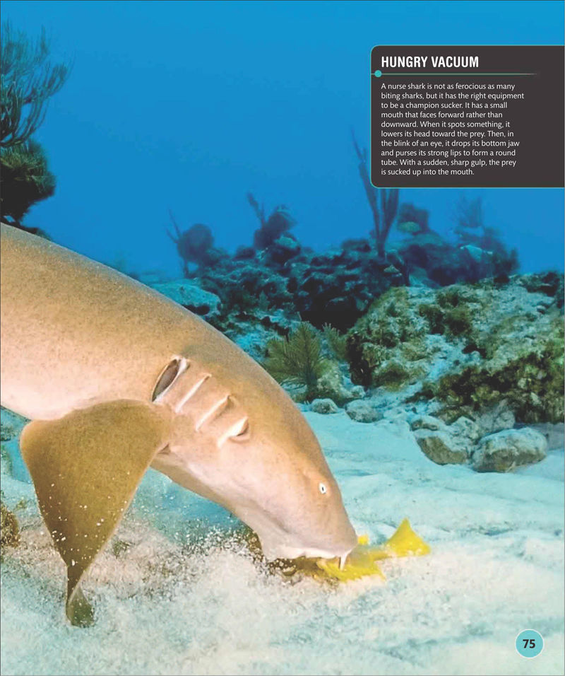 [画集]Super Shark Encyclopedia[210P]